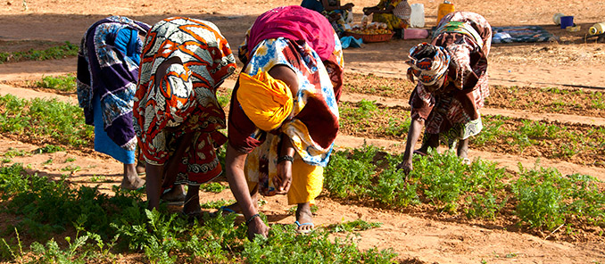 Women Picking Tomatoes, in Widou Thingily, Northern Senegal, where the Great Green Wall is helping to reduce the risk of desertification. WFP/Jenny Matthews