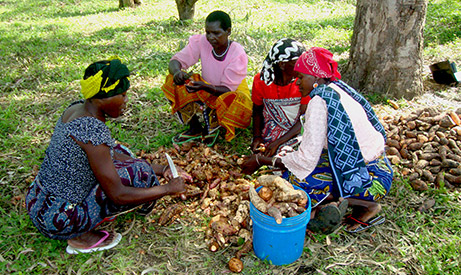 Women in Tanzania prepare sweet potatoes as part of Enhanced Homestead Food Production Project. Photo: Irish Aid.