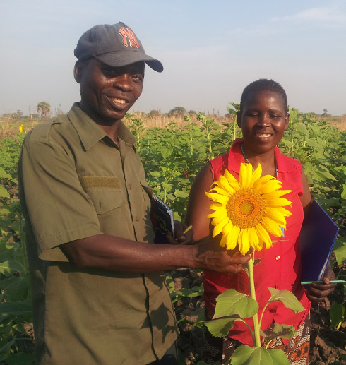 Sunflower Producers & members of Mnyororo Producers Group, Chunya District, Mbeya Region