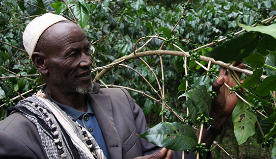 Farmer Hasan Lemu with his crop of mountain coffee in the Ethiopian Bale Mountains